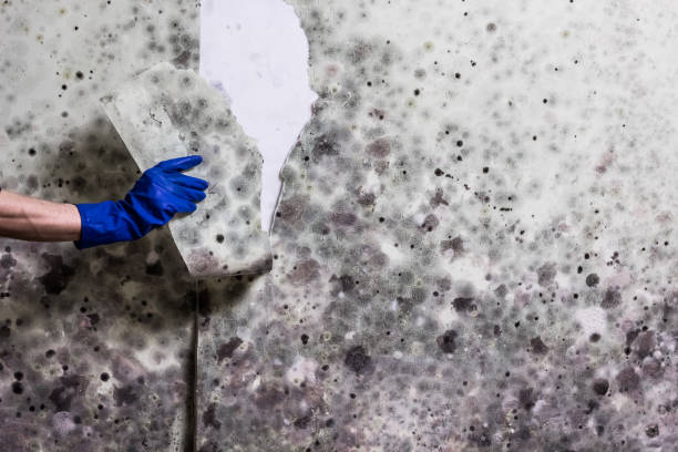 Best Insurance-Related Mold Remediation in Chariton, IA
